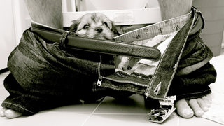 369 Absolutely Adorable Pet Wallpapers
